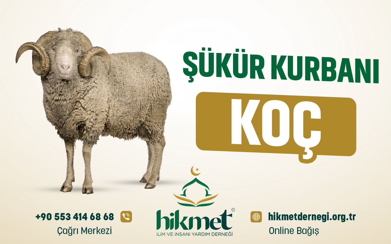 Şükür Kurbanı  (Koç)