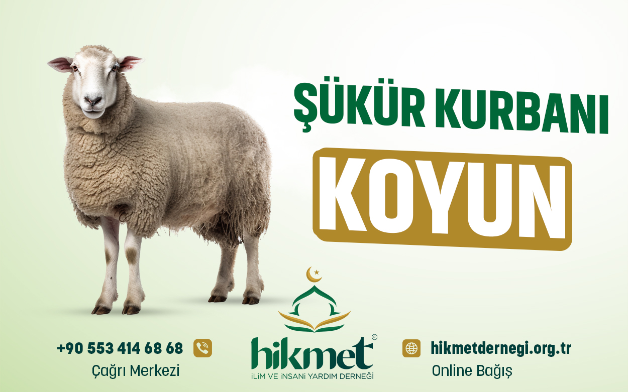 Şükür Kurbanı  (Koyun)