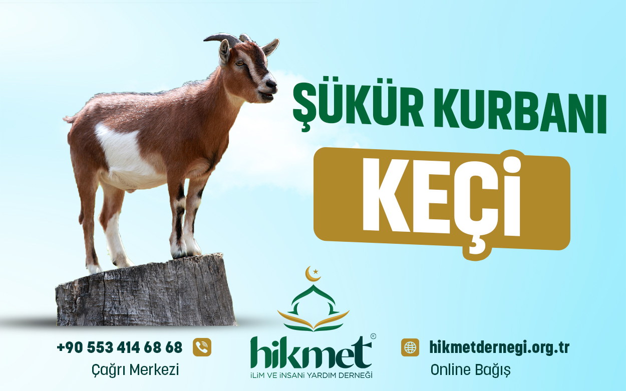 Şükür Kurbanı (Keçi)